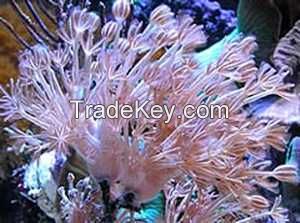 Pulse coral