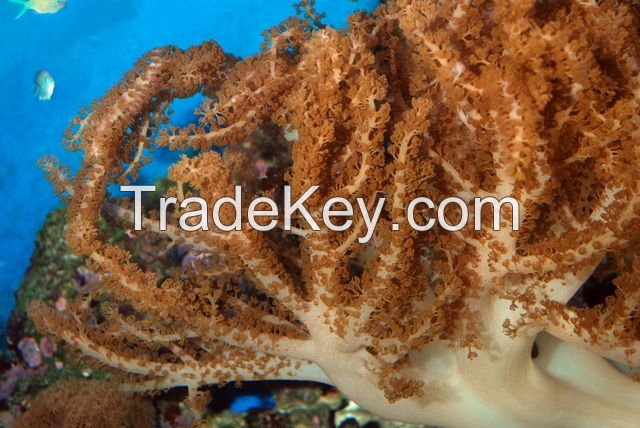 Finger leather coral or Colt soft coral