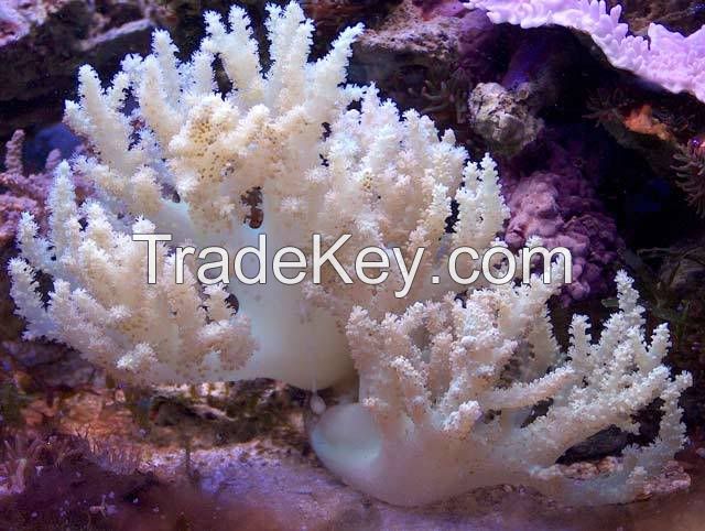  White tree coral