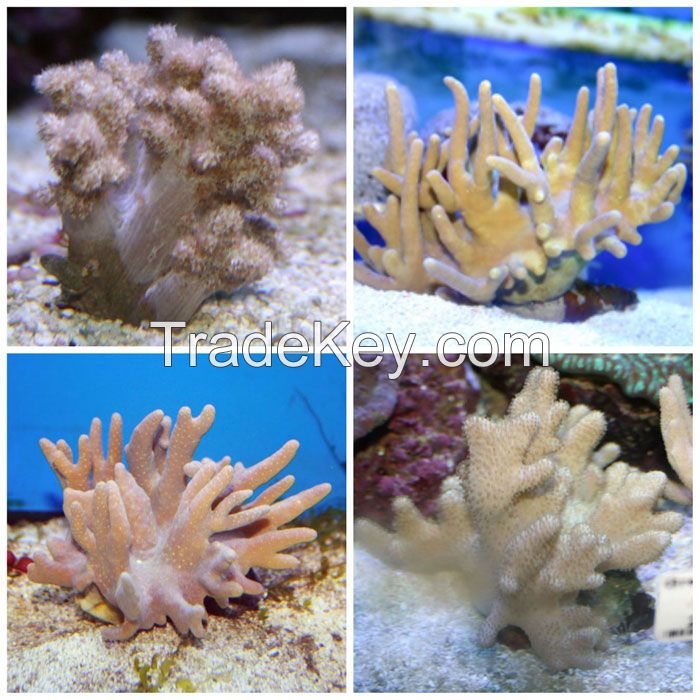  Leather corals