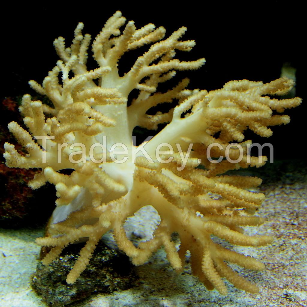 Yellow tree coral 