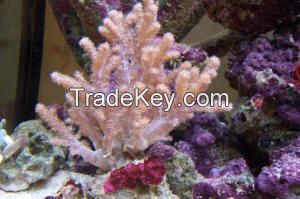 (Assorted )Tree corals