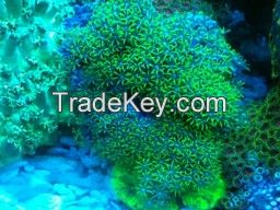 waving hand coral