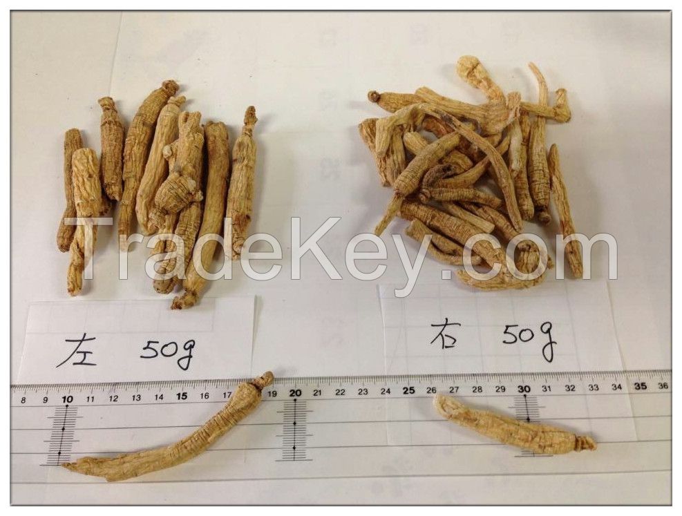 Ginseng root