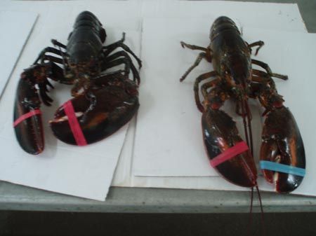 Canadian Live Lobster