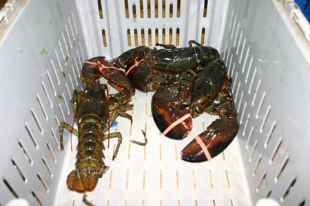 Canadian Live Lobster