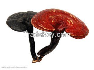 high quality Ganoderma lucidum Extract Reishi Mushroom Extract