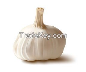 Hot sale High Quality Pure Natural Allicin Powder Garlic Extract
