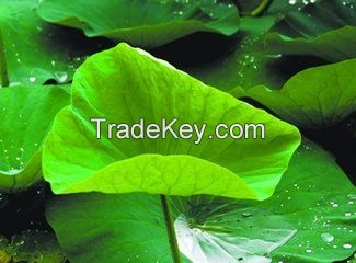 factoty direct supply hot sale and low price Lotus Leaf Extract