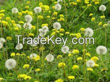 Hot Selling High Quality Low price Dandelion extract