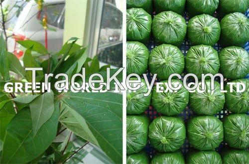 CASSAVA LEAVES WITH HIGH QUALITY AND BEST PRICE