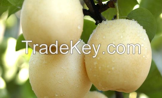 crown pear