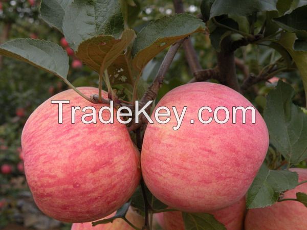 chinese 2015 type fuji fresh apple fruit