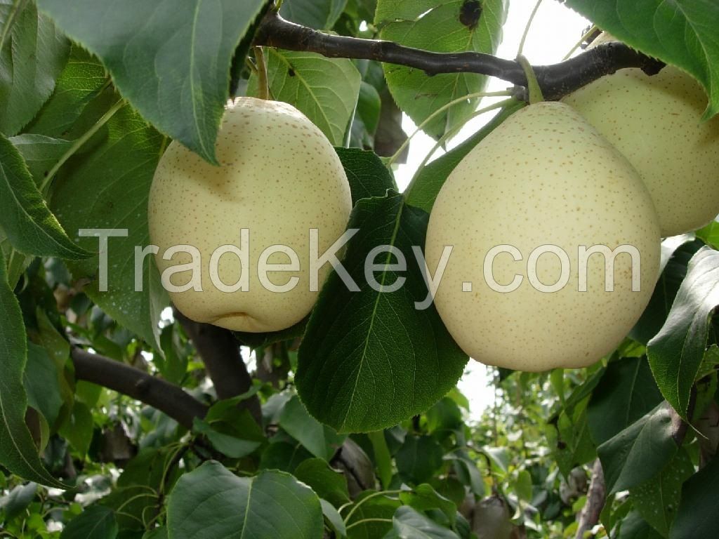 Fresh China delicious ya pear