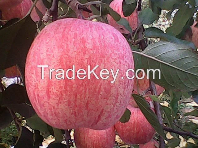 Fuji apple exporter