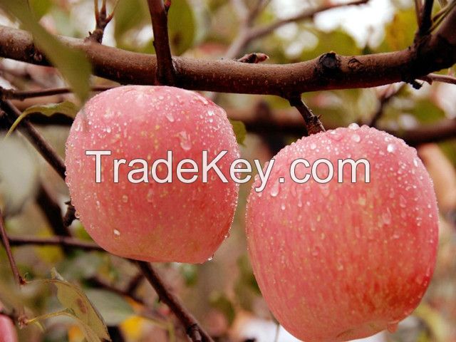 Fuji apple exporter