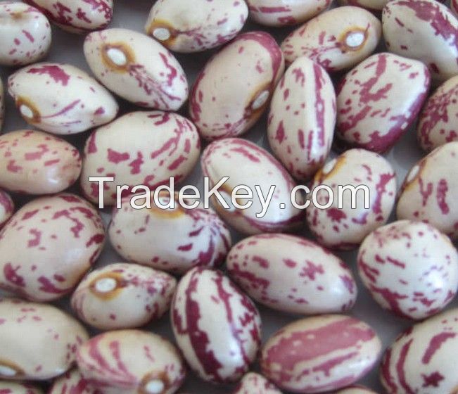 Light speckled kidney bean best price 