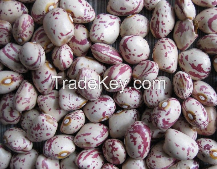 Light speckled kidney bean best price 