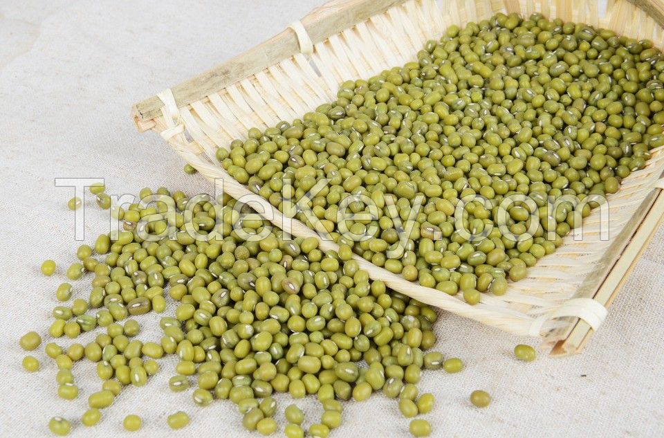 Green mung beans vigna beans chinese 