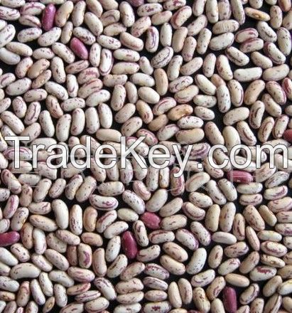 Light speckled kidney bean best price 