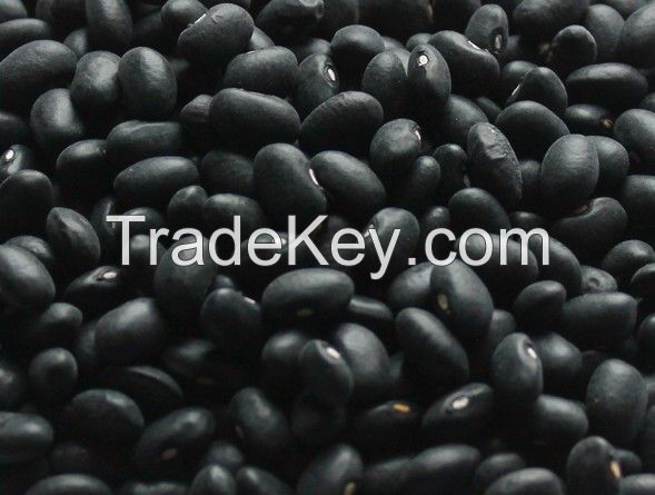 Black kidney beans with good quality 