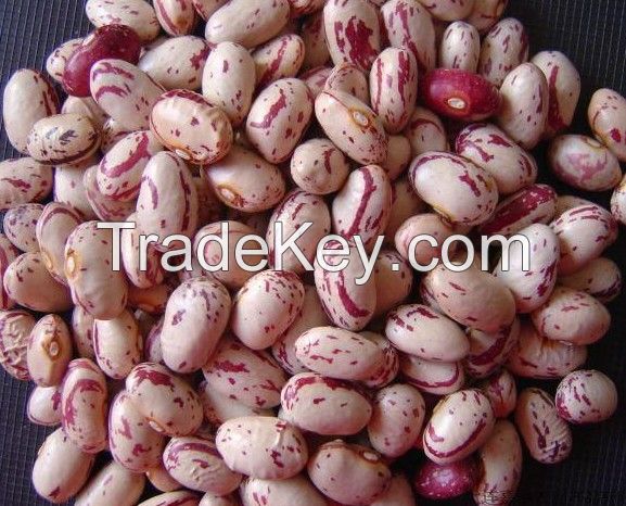 Light speckled kidney bean best price 