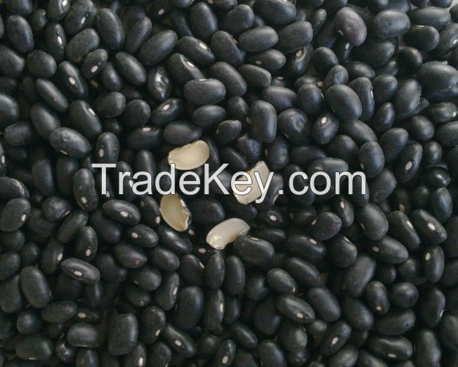 Black kidney beans with good quality 