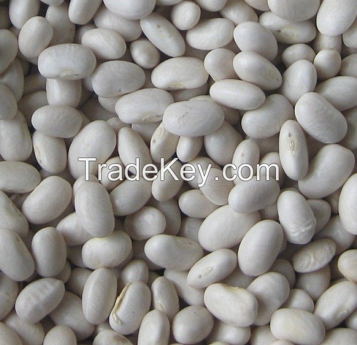 white kidney bean exporter 