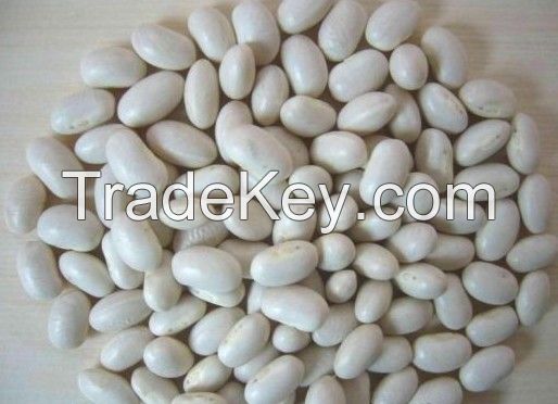 white kidney bean exporter 