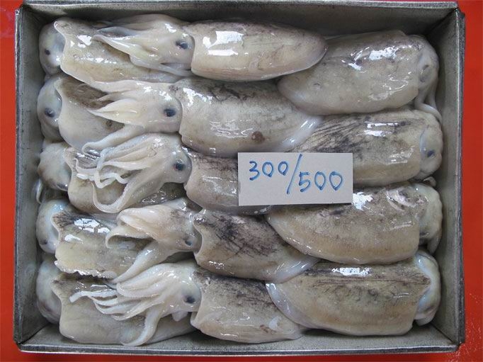 Sell FROZEN BABY OCTOPUS WHOLE ROUND WITH BIG SIZES FROM VIETNAM