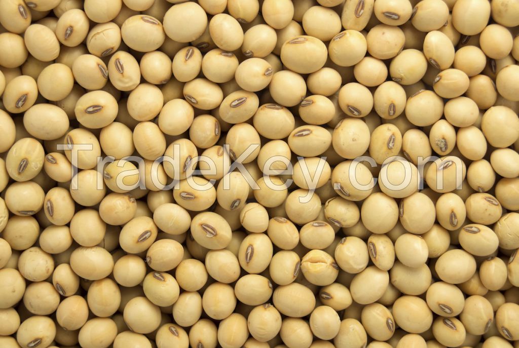 Soybean