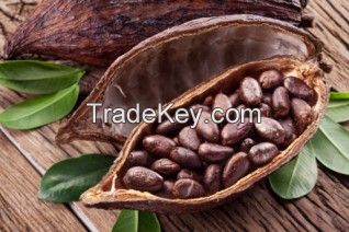 DOMINICAN ORGANIC CACAO BEANS