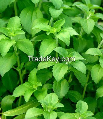 Stevia Saplings