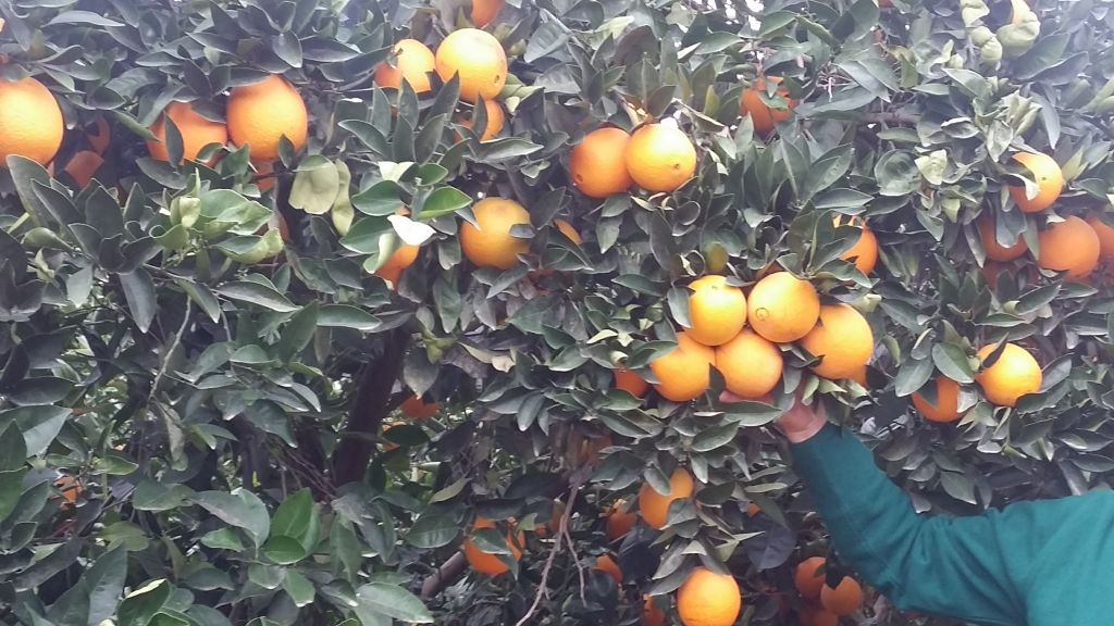 Fresh Navel Orange