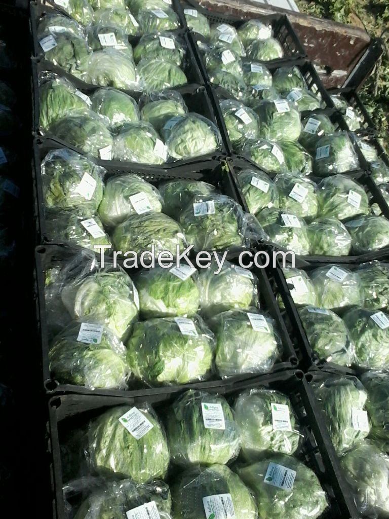 Fresh Iceberg Lettuce