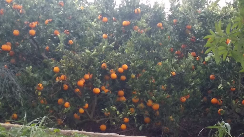 Fresh Navel Orange