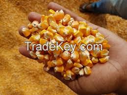 Organic Yellow Corn Maize for Sale