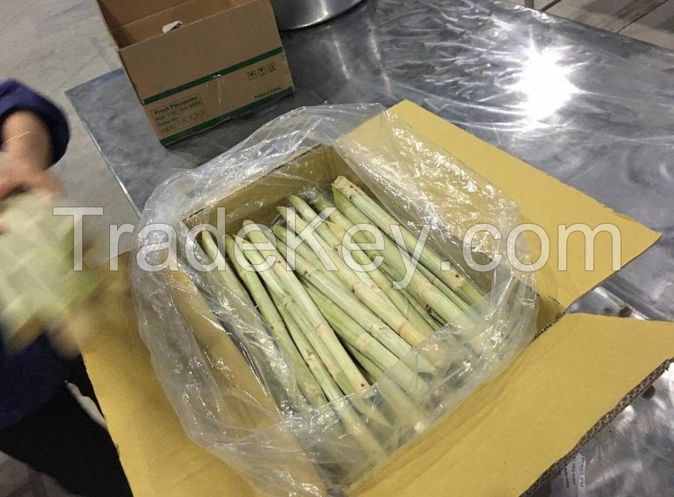 Wholesale Fresh Sweet Sugarcane 1/8 Cutting