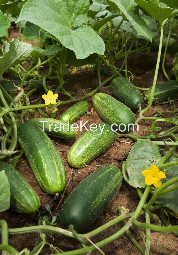 Fresh Cucumber, Carrots, Onions, Pumpkins And Capsicum