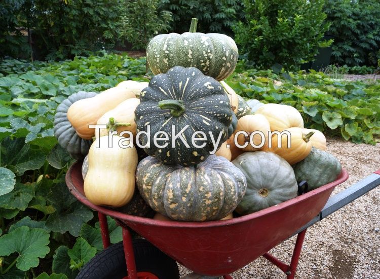 Fresh Cucumber, Carrots, Onions, Pumpkins and Capsicum