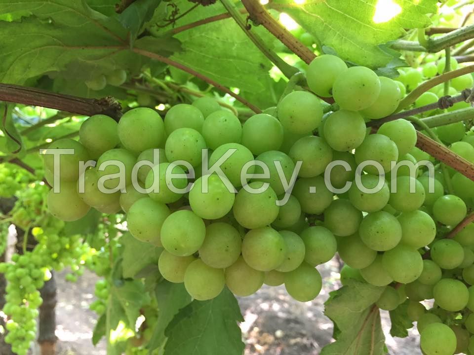 GRAPES