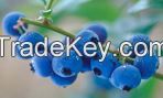 Bilberry Extract