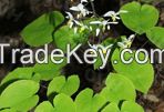 Epimedium Extract