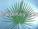 Saw Palmetto Fruit Extract