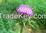 Milk thistle extract