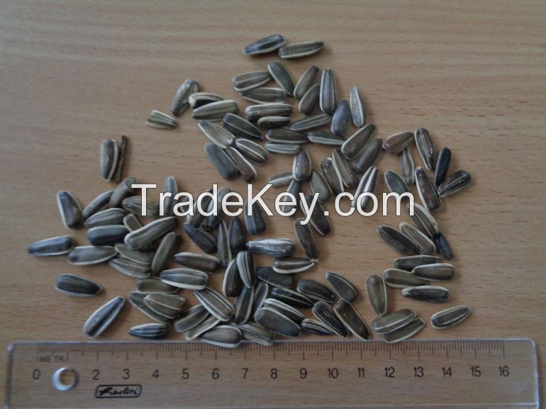 Striped Protein Sunflower Seeds For Birds