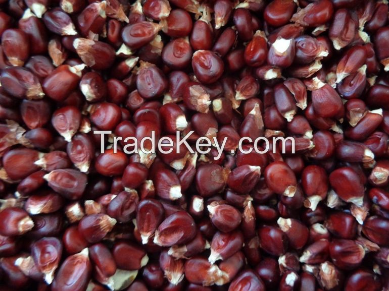 Red corn grains