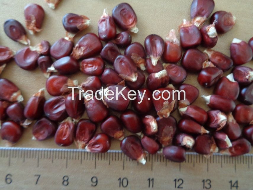 Red corn grains