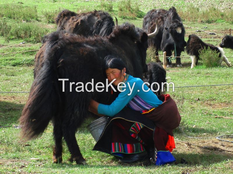 Tibet plateau cow yak milk from Shangri-La