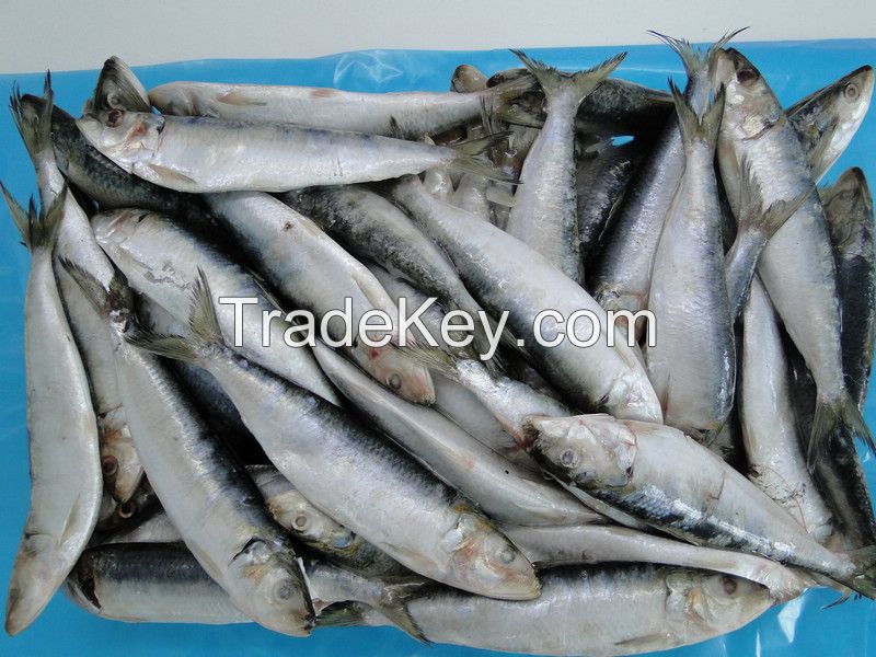 Moroccan frozen/canned sardine , mackerel, Horse mackerel, cuttlefish, squid meagre fish corvina